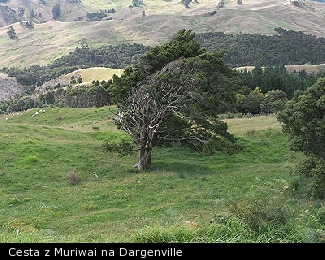 Cesta z Muriwai na Dargenville